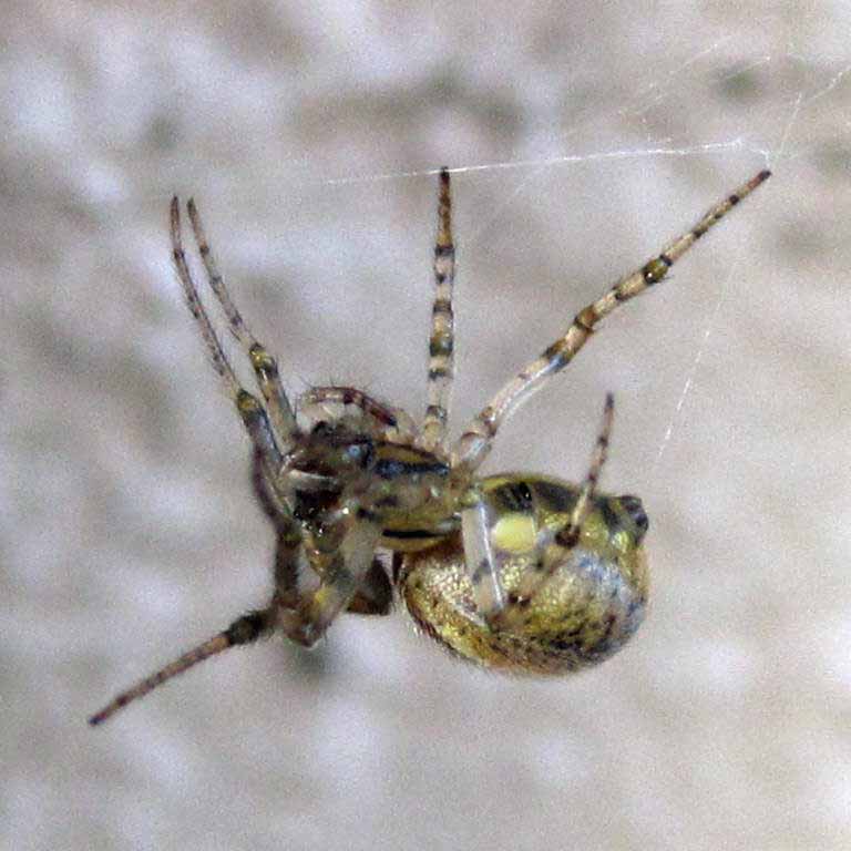 Missing Sector Orb Weaver
