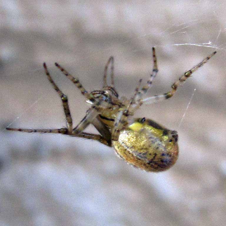 Missing Sector Orb Weaver