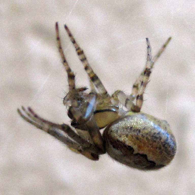 Missing Sector Orb Weaver