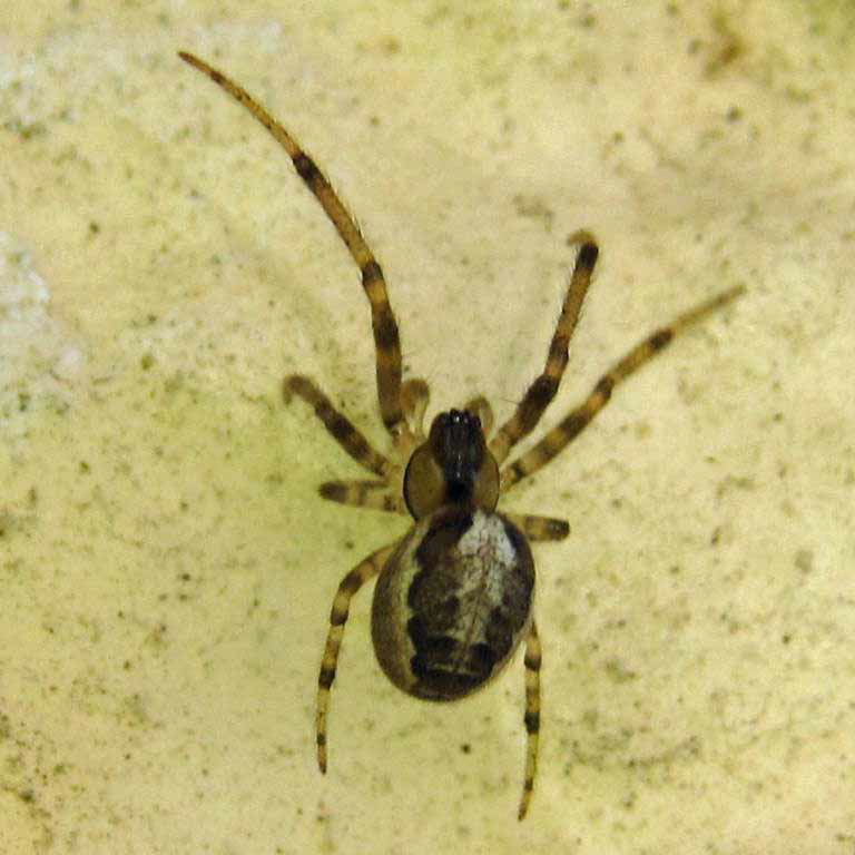 Missing Sector Orb Weaver