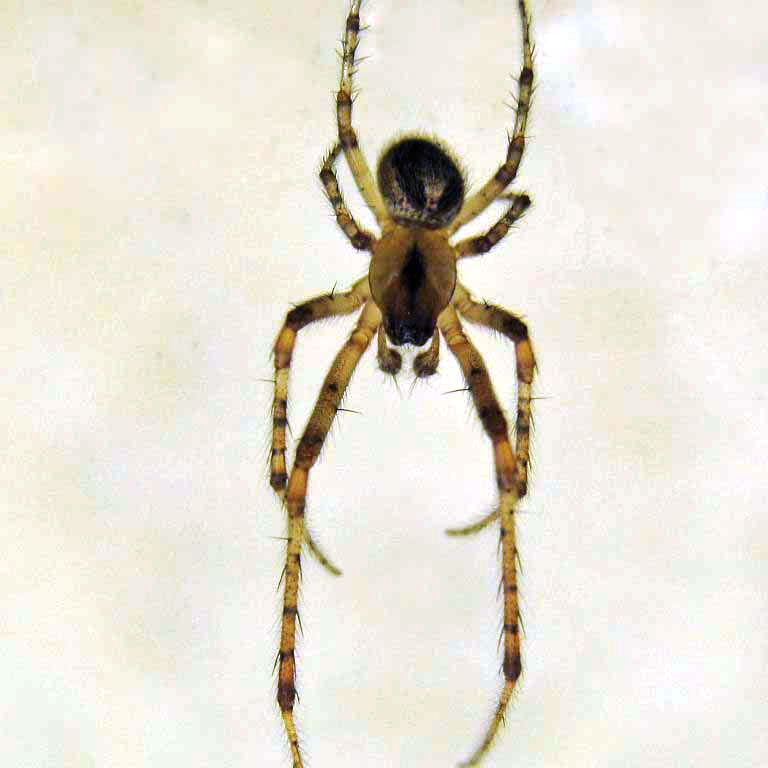 Missing Sector Orb Weaver
