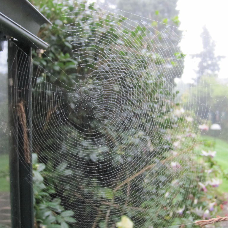 Missing Sector Orb Weaver web