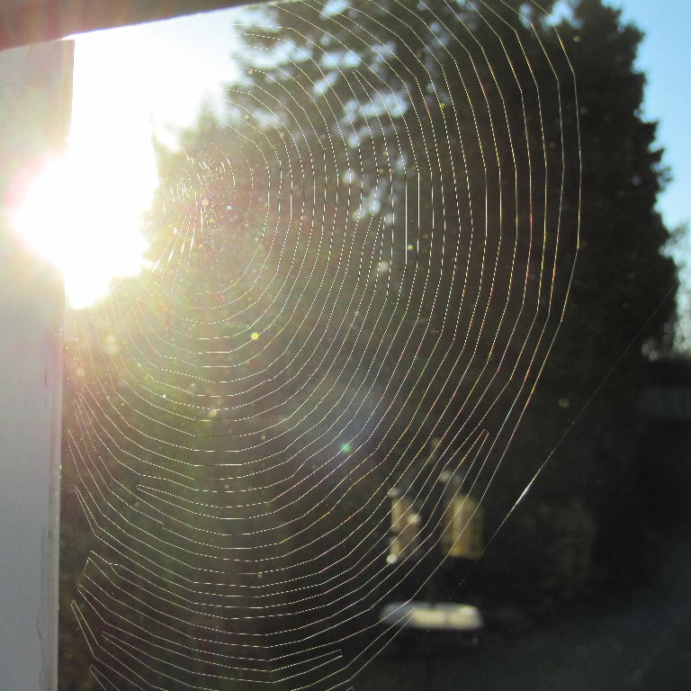 Missing Sector Orb Weaver web