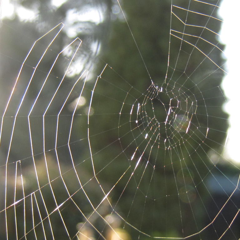 Missing Sector Orb Weaver web