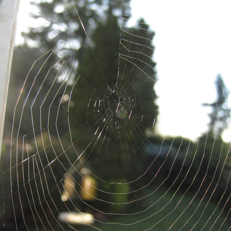 Missing Sector Orb Weaver web