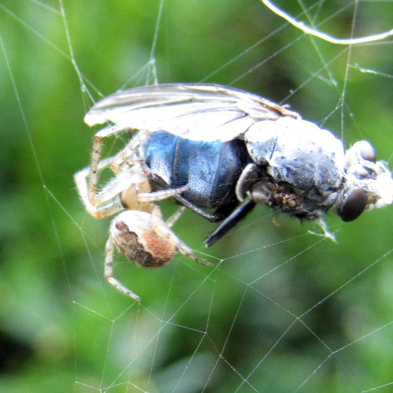 Red-sided Missing Sector Orb Weaver with Bluebottle prey