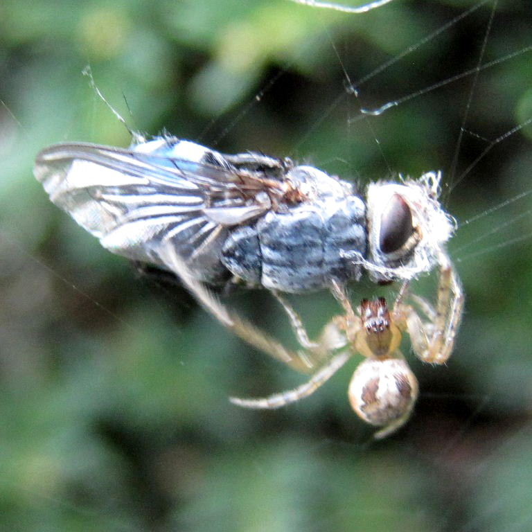 Red-sided Missing Sector Orb Weaver with Bluebottle prey