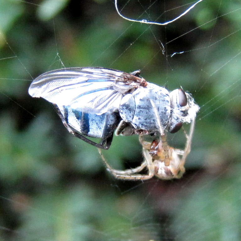 Red-sided Missing Sector Orb Weaver with Bluebottle prey