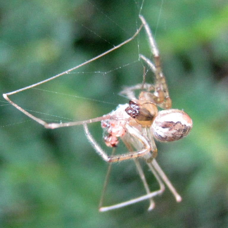 Red-sided Missing Sector Orb Weaver with Cellar Spider prey