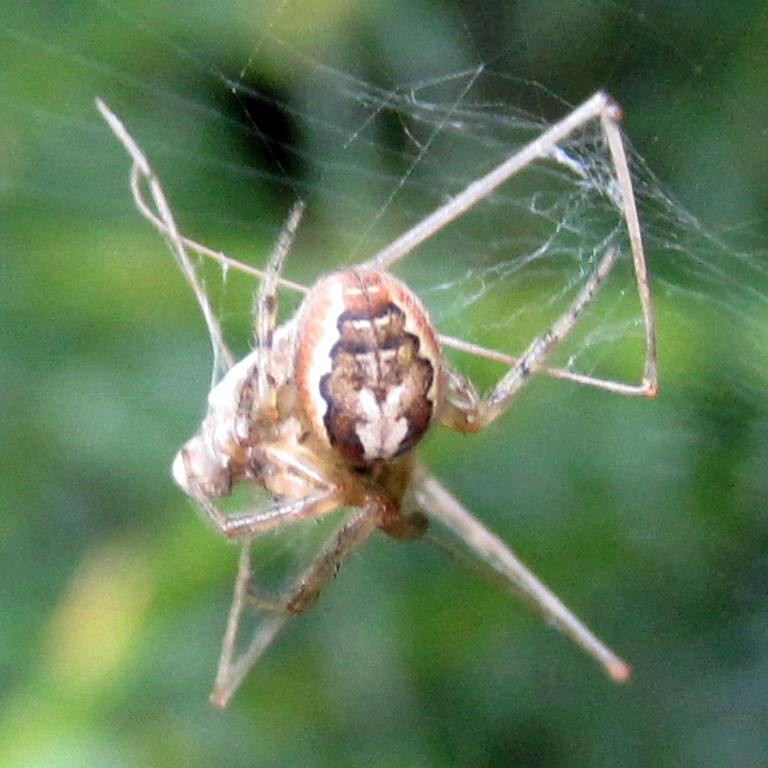 Red-sided Missing Sector Orb Weaver with Cellar Spider prey