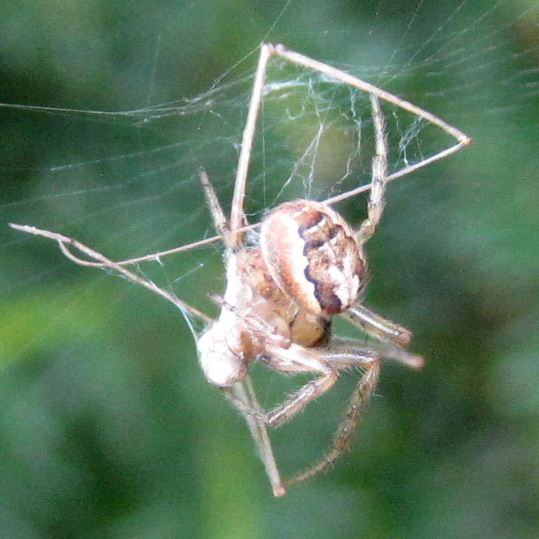 Red-sided Missing Sector Orb Weaver with Cellar Spider prey