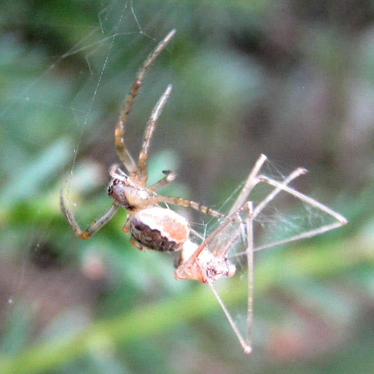 Red-sided Missing Sector Orb Weaver with Cellar Spider prey
