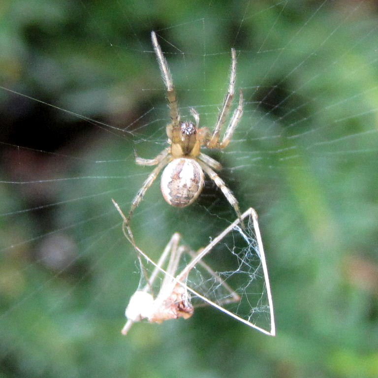 Red-sided Missing Sector Orb Weaver with Cellar Spider prey