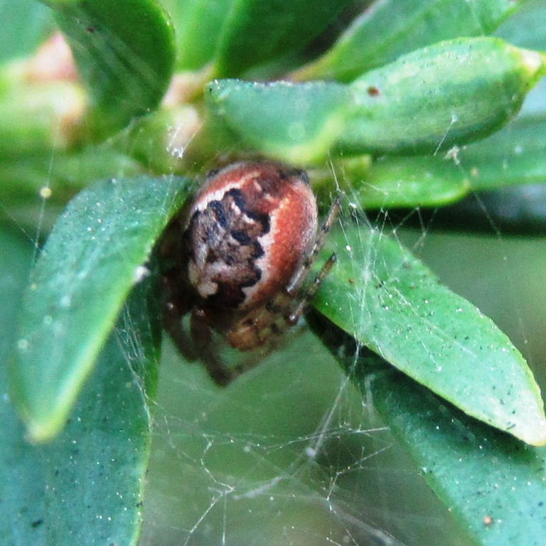 Red-sided Missing Sector Orb Weaver