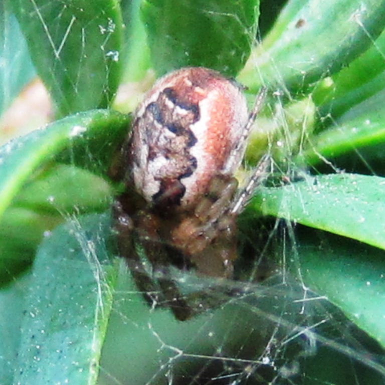 Red-sided Missing Sector Orb Weaver