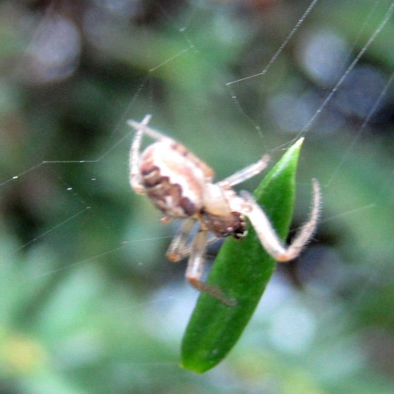 Red-sided Missing Sector Orb Weaver