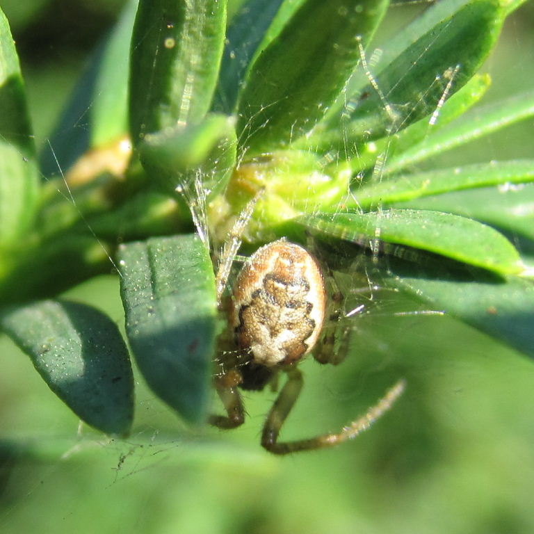 Red-sided Missing Sector Orb Weaver