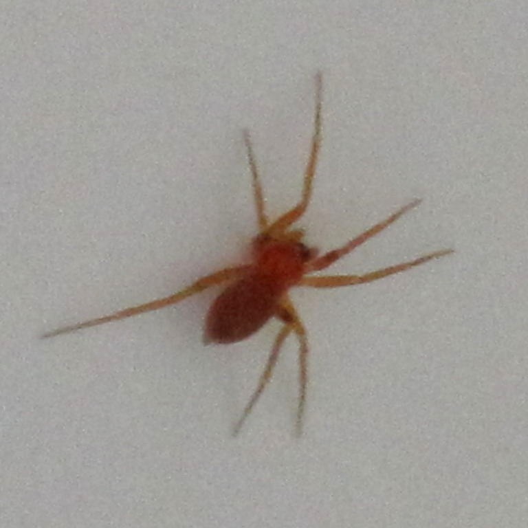 Red Spider