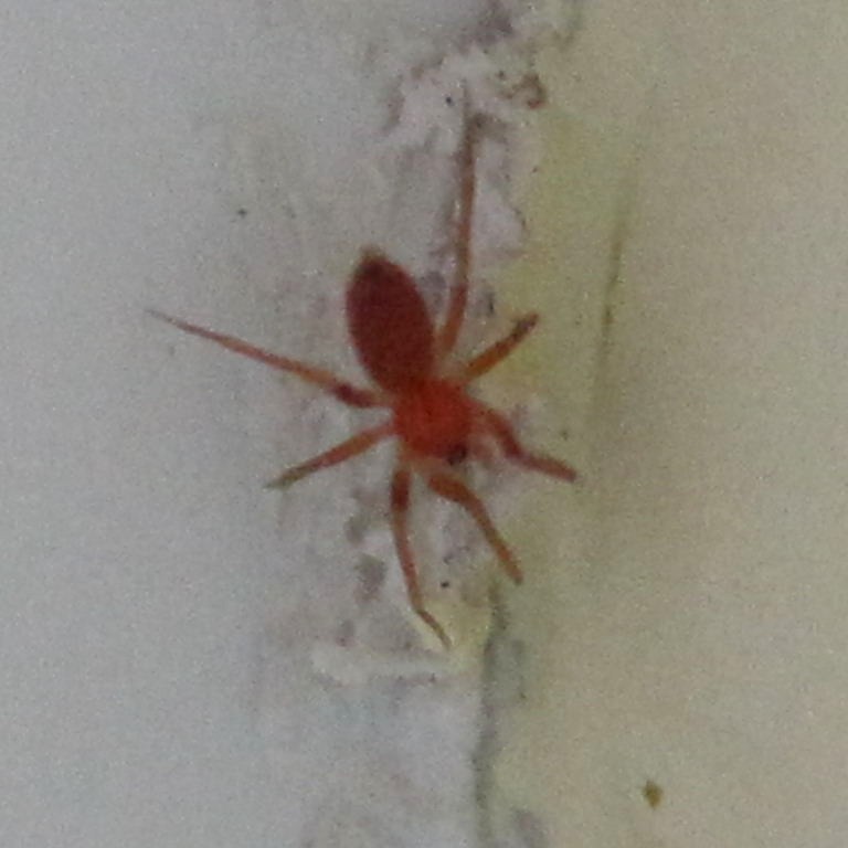 Red Spider