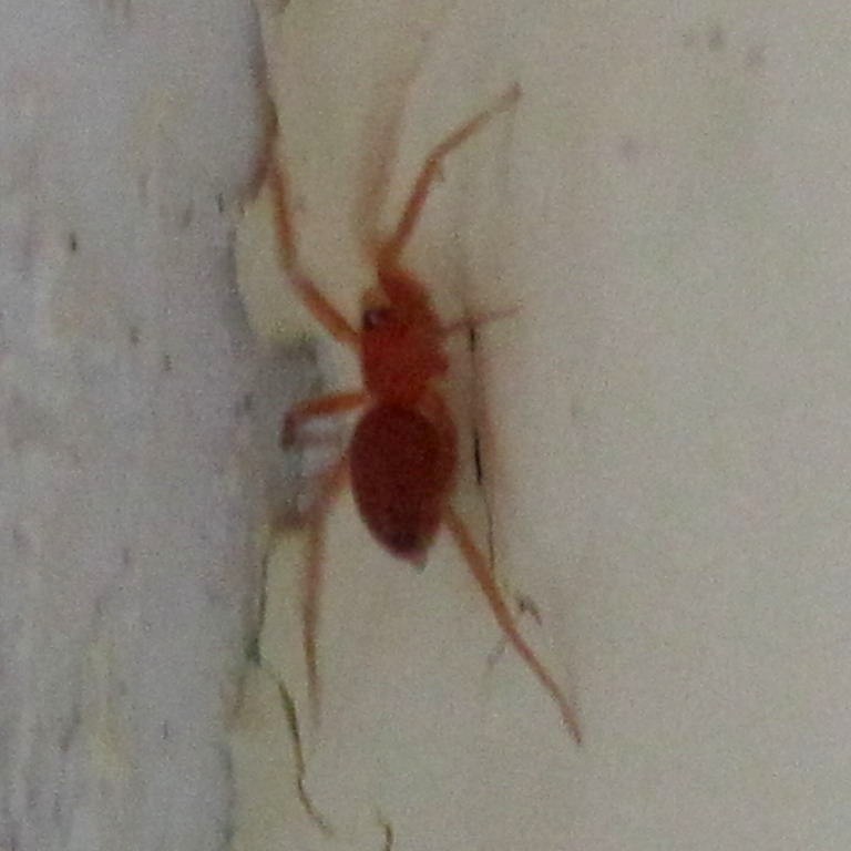 Pink Prowler Spider