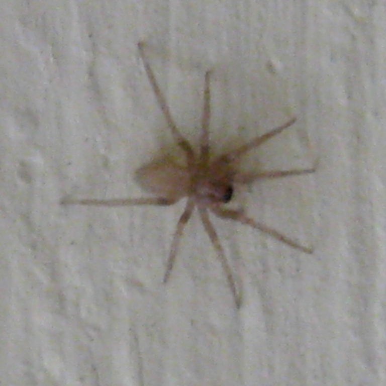 Pink Spider