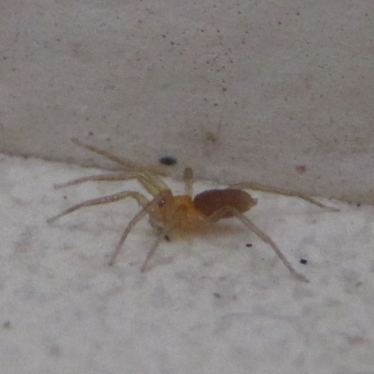 Pink Prowler Spider
