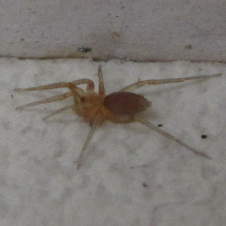 Pink Prowler Spider