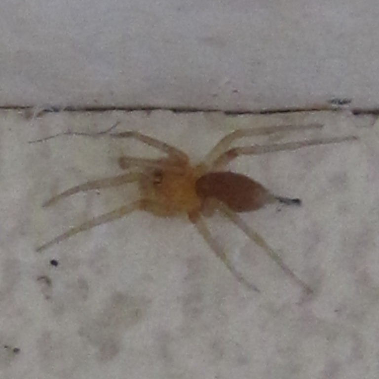 Pink Prowler Spider