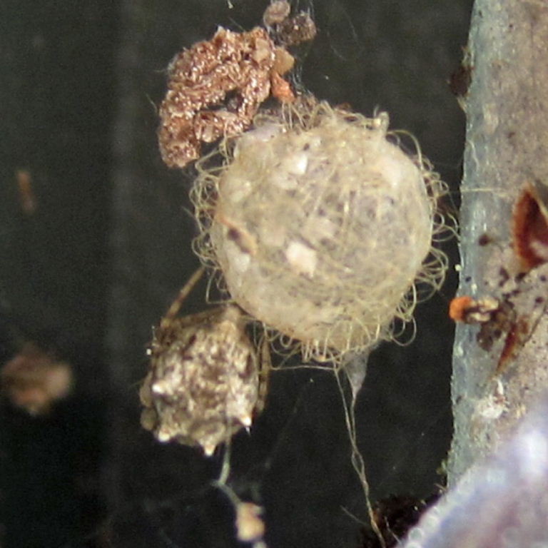 Pirate Spider egg sac