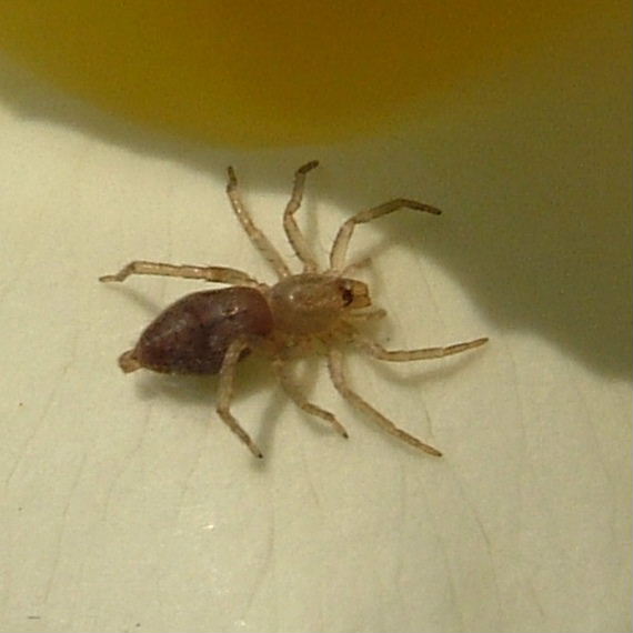 Clubiona comta Spider