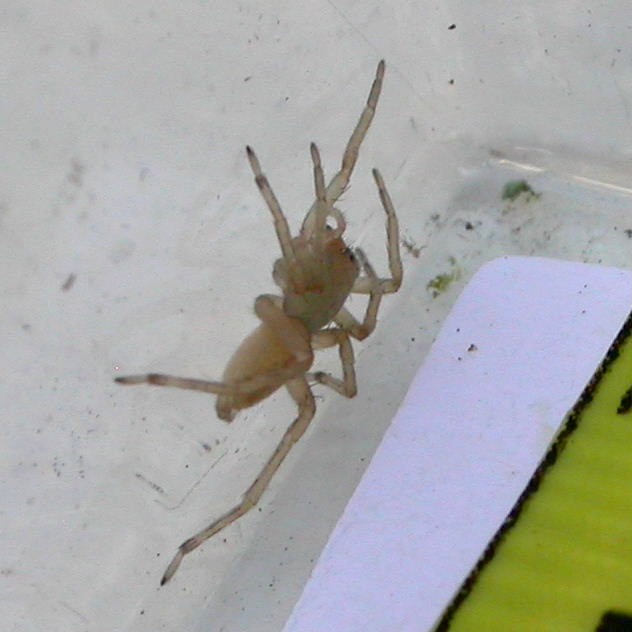 Clubiona comta Spider juvenile