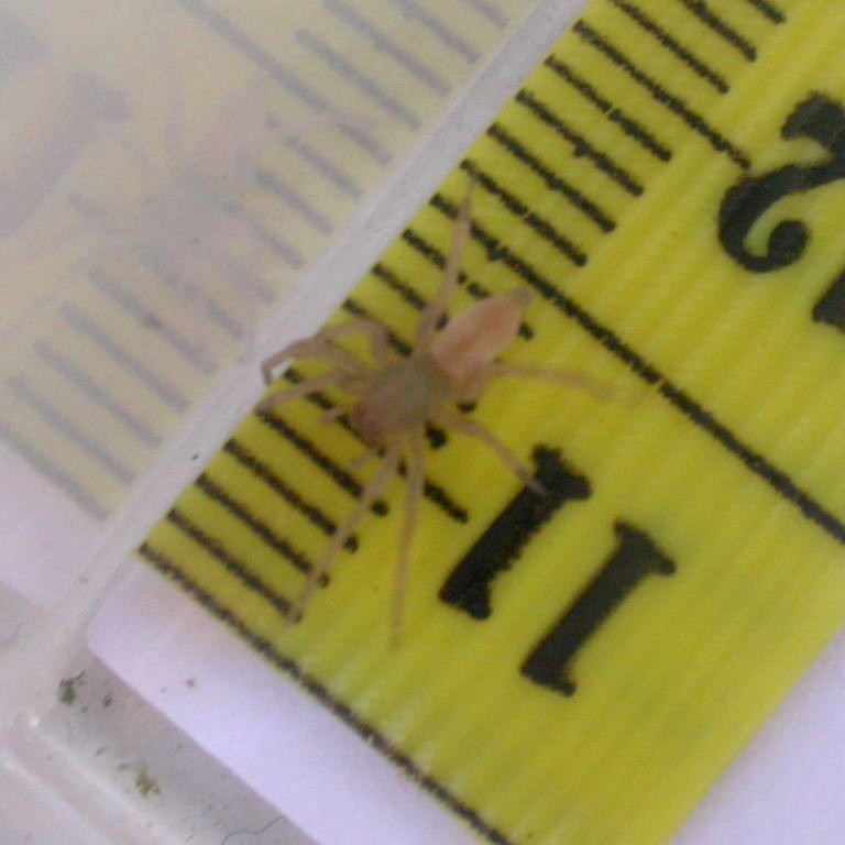 Clubiona comta Spider juvenile