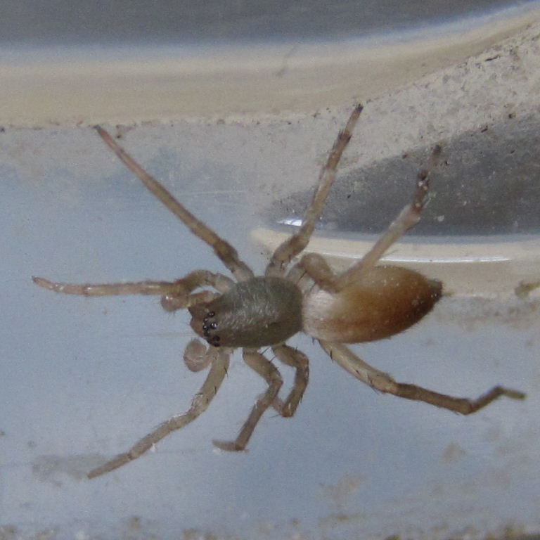 Clubiona comta Sac Spider