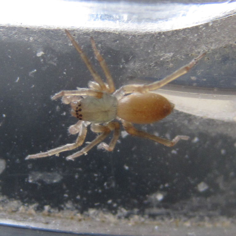 Clubiona comta Spider