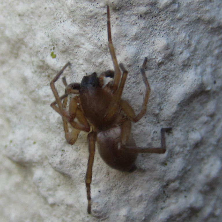 Clubiona terrestris Sac Spider