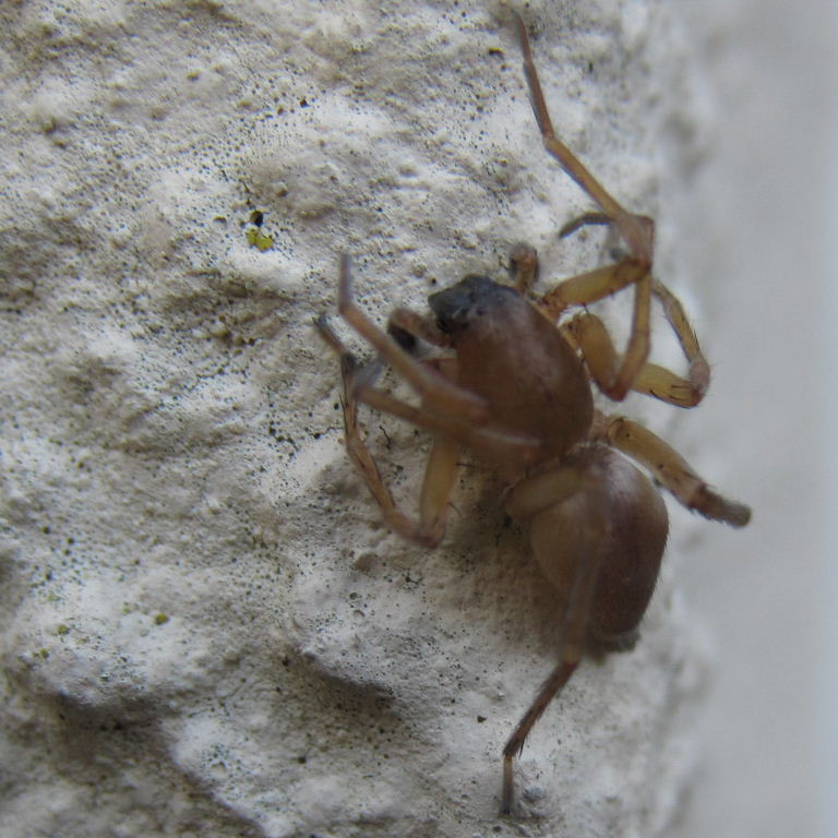 Clubiona terrestris Sac Spider