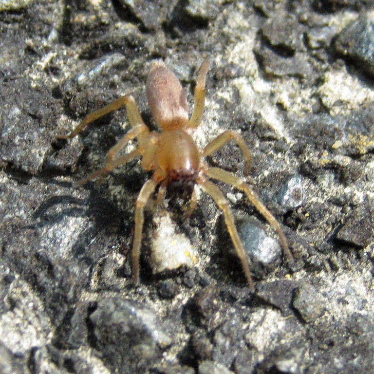Clubiona terrestris Sac Spider