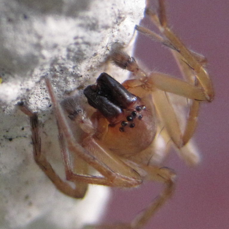 Clubiona terrestris Sac Spider 8 eyes and chelicerae