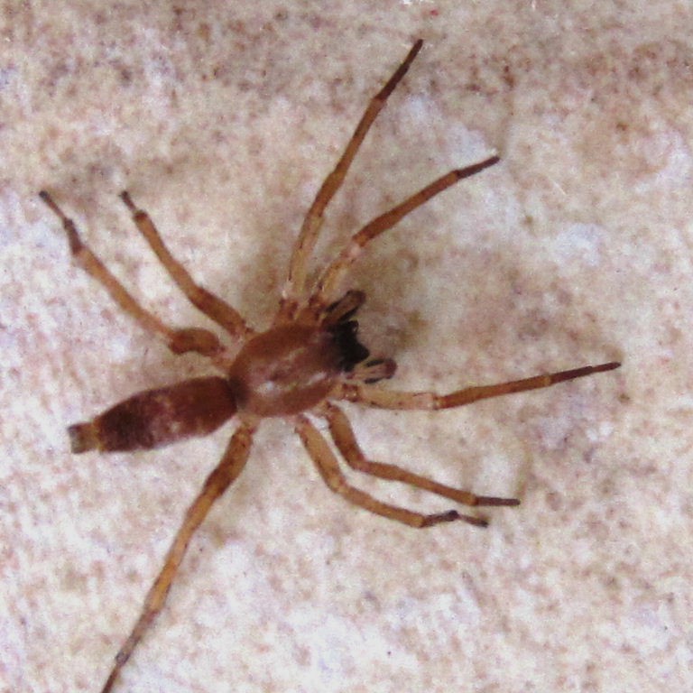 Clubiona terrestris Sac Spider