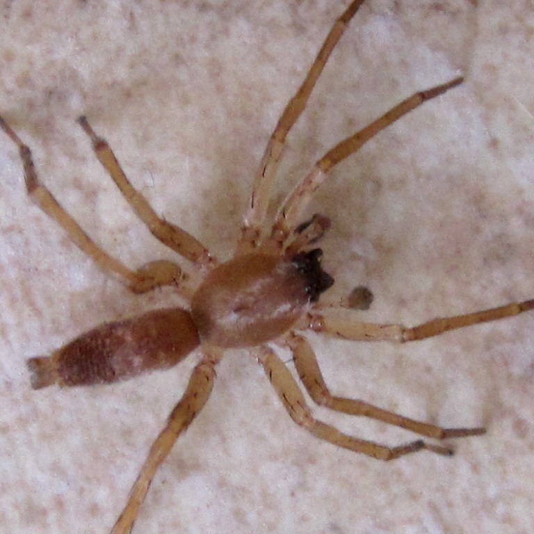 Clubiona terrestris Sac Spider