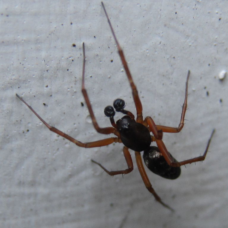 Latticed Sheet-web Weaver