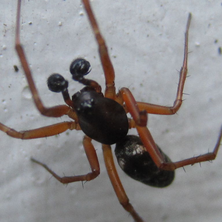 Latticed Sheet-web Weaver