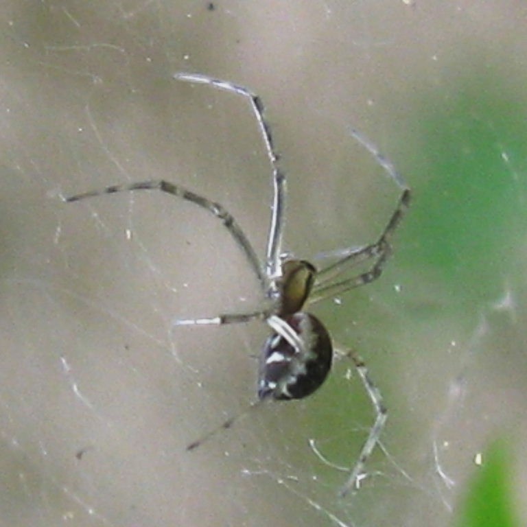 European Sheetweb Spider