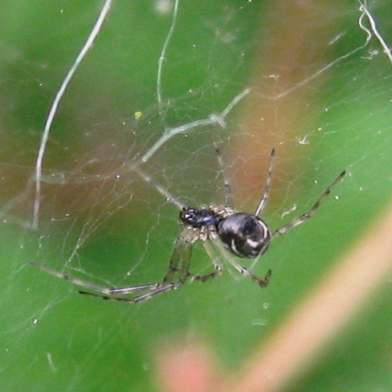 European Sheetweb Spider