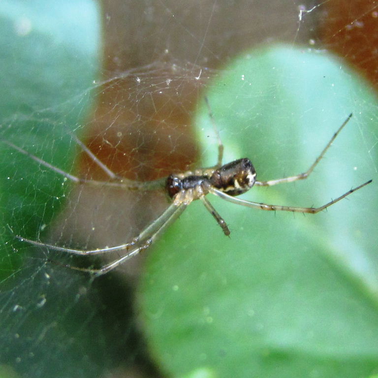 European Sheetweb Spider