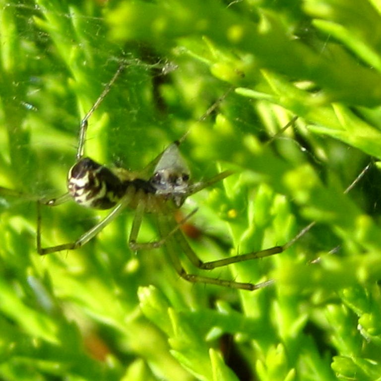 Spider with Head