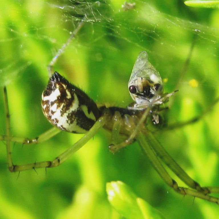 Spider with Head
