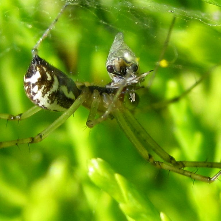 Spider with Head