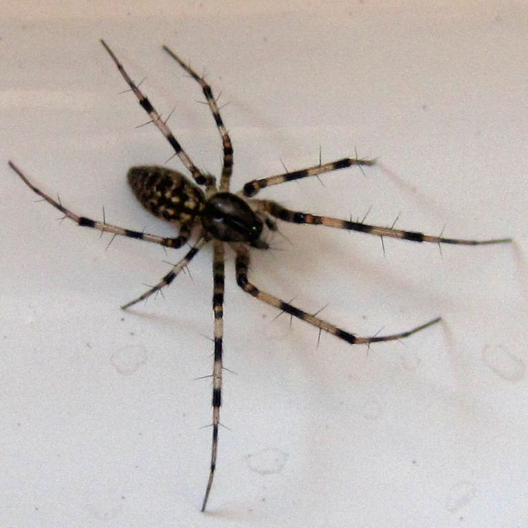 Megalepthyphantes nebulosus Sheet-web Spider