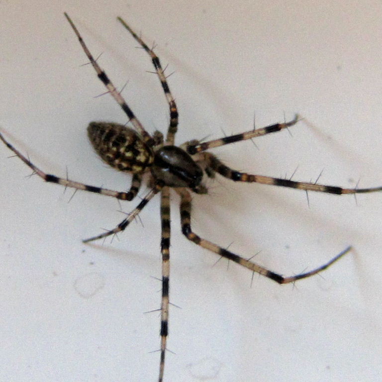 Megalepthyphantes nebulosus Sheet-web Spider